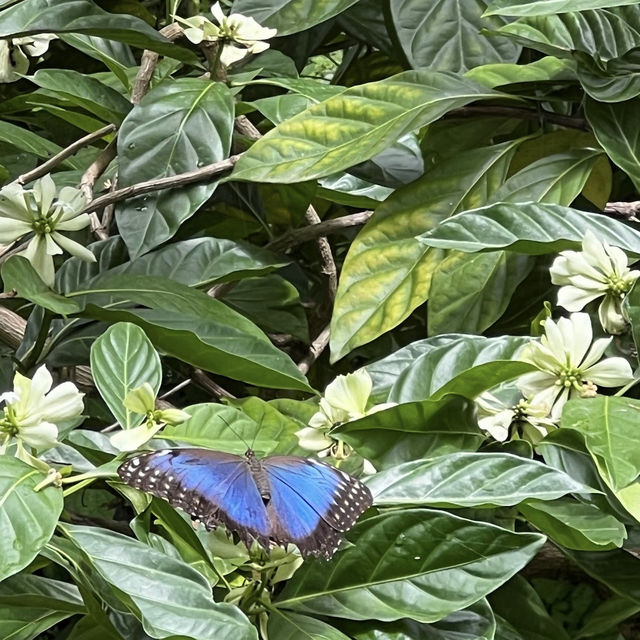 Fairchild Tropical Botanic Garden - Miami’s Lush Green Haven