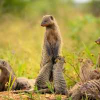 Experience the Great Migration Across Serengeti’s Majestic Grasslands