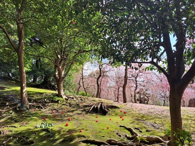 【城南宮:京都市伏見区】2月に咲く美しい梅に感動する✨