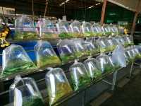 ตลาดกลางปลาสวยงาม fish village บ้านโป่ง