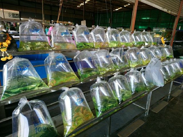 ตลาดกลางปลาสวยงาม fish village บ้านโป่ง