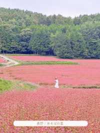 9月に行きたい花スポット5選【関東】MAPつき