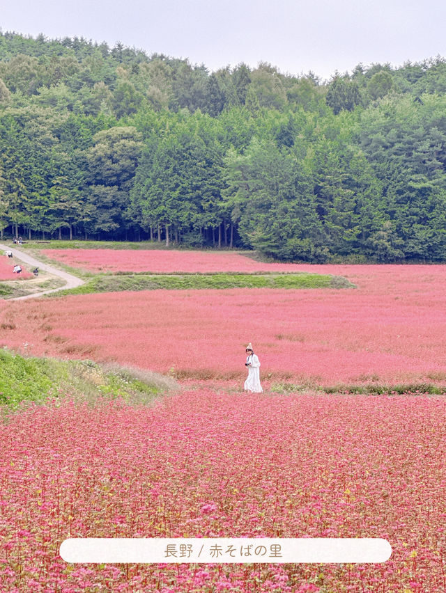 9月に行きたい花スポット5選【関東】MAPつき