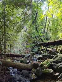 Immersed in Nature: Exploring the Majestic Beauty of Permai Rainforest in Kuching