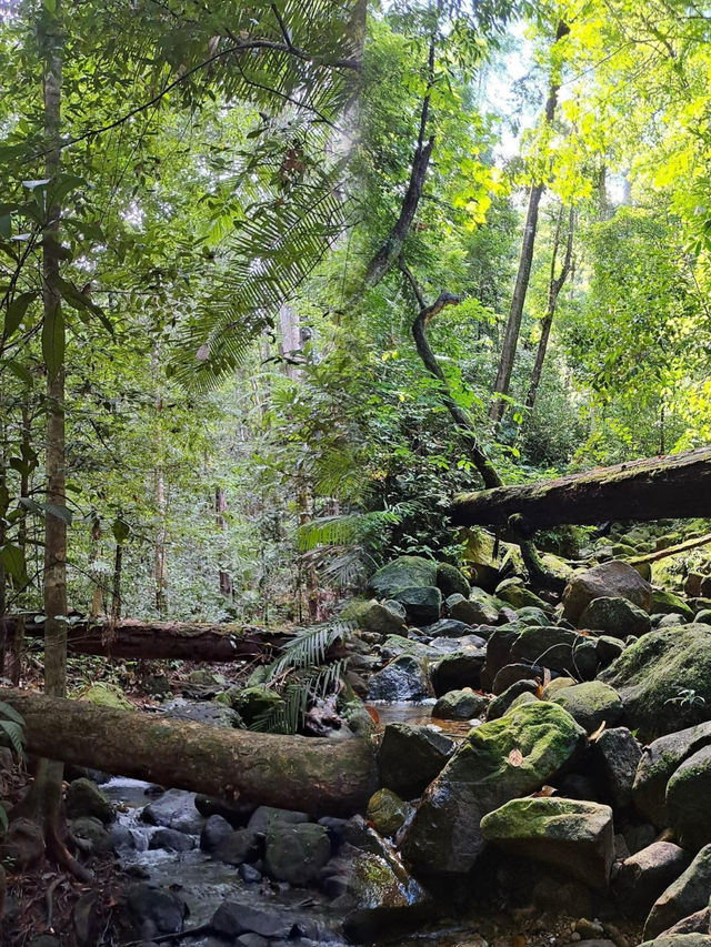 Immersed in Nature: Exploring the Majestic Beauty of Permai Rainforest in Kuching
