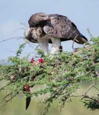 5 Day Tanzania Wildlife Safari Explore Serengeti, Ngorongoro Crater Lake Manyara and Tarangire