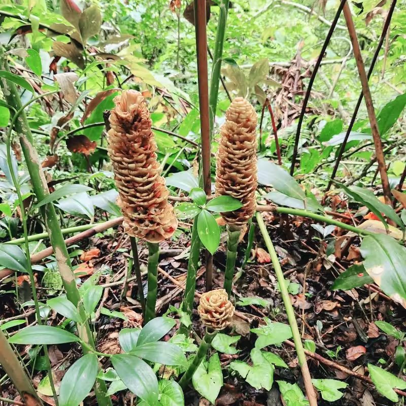 檳城The Habitat:探索熱帶的自然之美