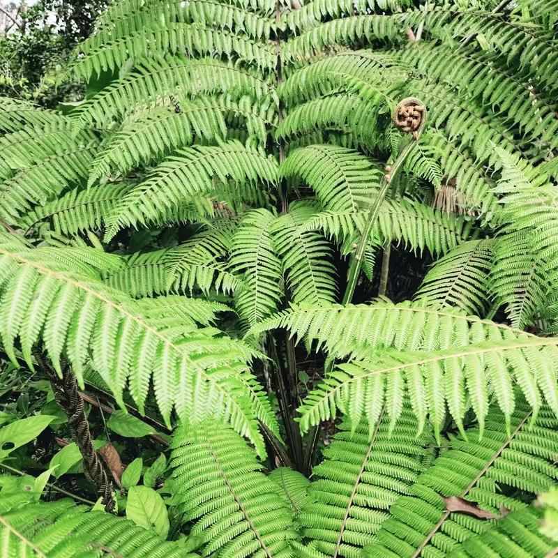 檳城The Habitat:探索熱帶的自然之美