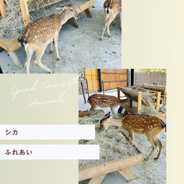 【台湾】墾丁で動物とふれあおう！