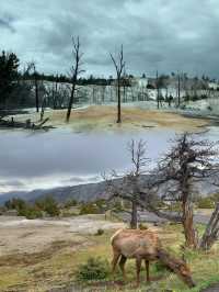 Exploring Yellowstone National Park:Geysers, Wildlife, and a Stay at Old Faithful Inn