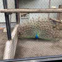 【旭川市旭山動物園】北海道🌟