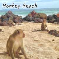 Monkey Beach หาดลิงเกาะล้าน