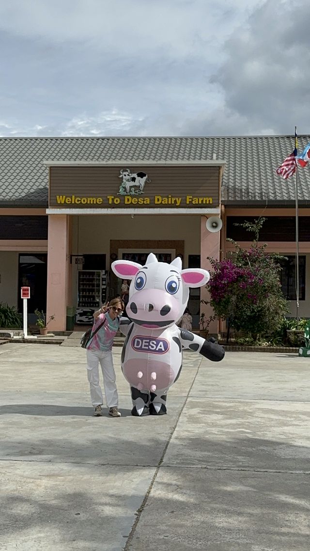 Desa Dairy Farm, Kundasang