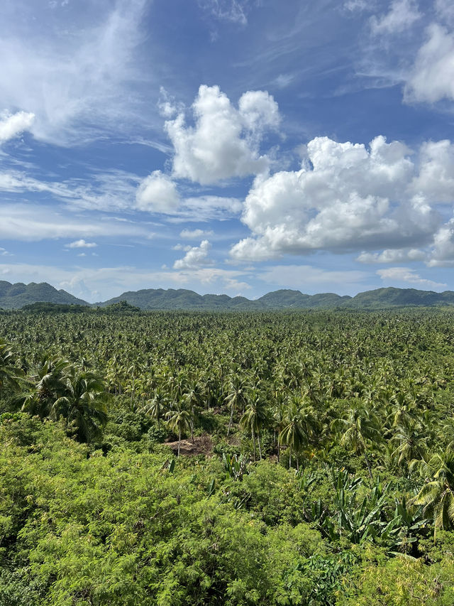 Incredible Coconut Plantation in Siargao, Philippines 🌴