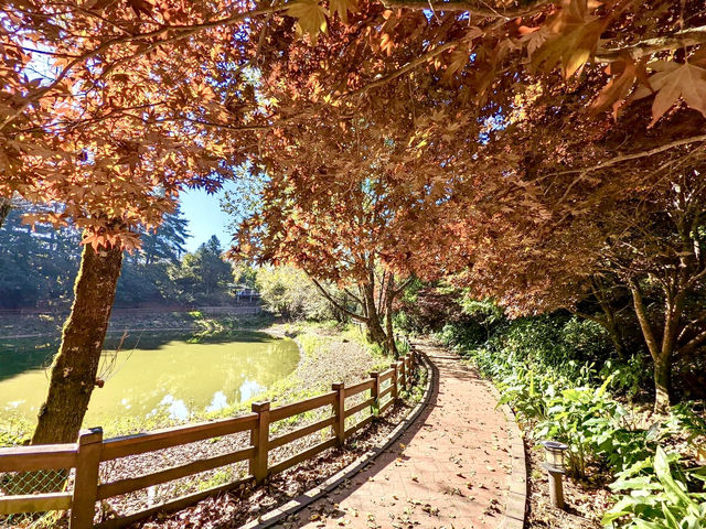 福壽山農場-台中絕美欣賞紅葉景點