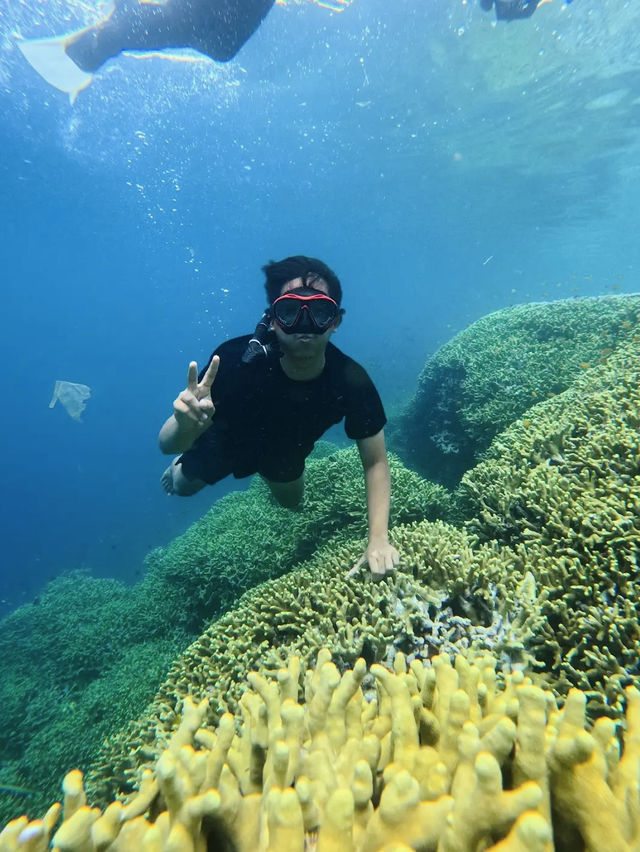 Menjangan Bali Island