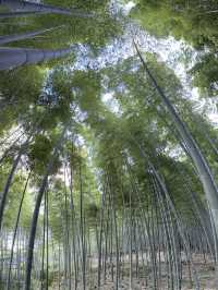 Arashiyama Bamboo Forest
