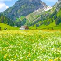 Switzerland in Spring: A Wonderland in Bloom 🌸