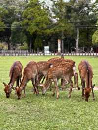 Family Fun at Nara Park, Japan! 🦌🌿