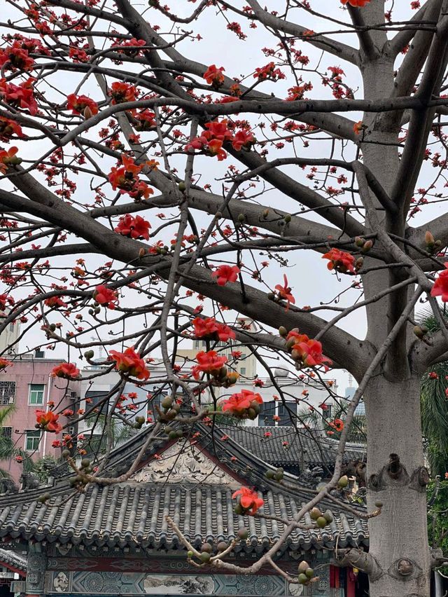 「深圳萬景樓：春天賞花勝地，放鬆心情嘅好地方！」