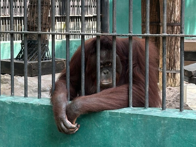 曼谷 野生世界動物園Safari World Bangkok ซาฟารีเวิลด์ กรุงเทพ