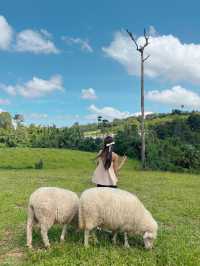 ไปให้อาหารน้องแกะที่ ม่อนแกะ เขาค้อ กัน 🌳🐑 