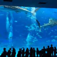 🇯🇵日本沖繩-沖繩美麗海水族館🐟🪼🦑🦈🐡