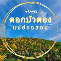 เทศกาลทุ่งดอกบัวตอง ตำบลแม่อูคอ แม่ฮ่องสอน🌼