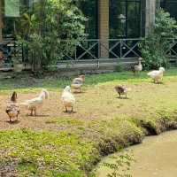 ดูบัวคาเฟ่ฟาร์ม ธรรมชาติที่เข้าถึงได้🌱😇