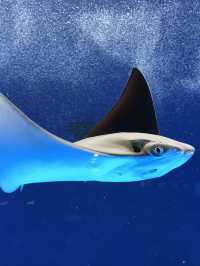 人氣No.1桃園Xpark🐳 科技結合水族館超好玩！