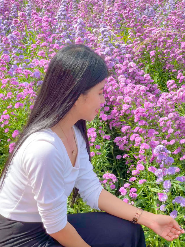 สวนดอกไม้ฤดูหนาวเด่นชัย
