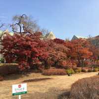 ฤดูใบไม้ร่วงในเกาหลีใต้🍂🍁(โซล & จินจู)
