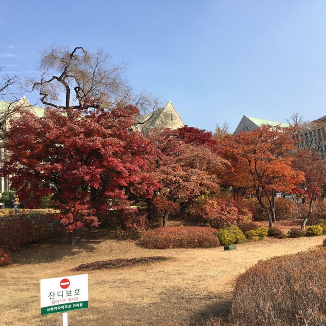 ฤดูใบไม้ร่วงในเกาหลีใต้🍂🍁(โซล & จินจู)