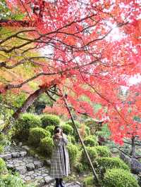 【滋賀】湖東三山最古のお寺で絶景紅葉