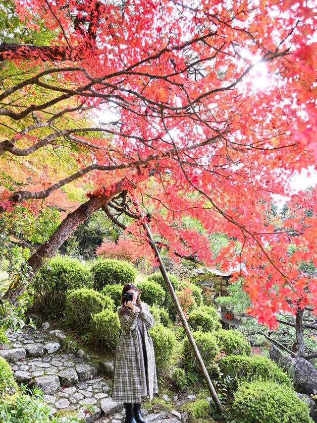 【滋賀】湖東三山最古のお寺で絶景紅葉