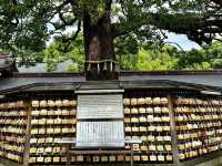 Tranquil Exploration at Meiji Jingu