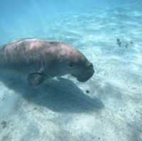 Coron 必追 Dugong!!!🤩