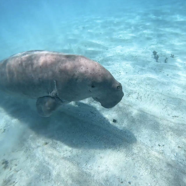 Coron 必追 Dugong!!!🤩