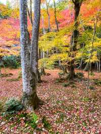 苔と紅葉が美しい草庵🥹🍁🌿京都・祇王寺🌿🍁