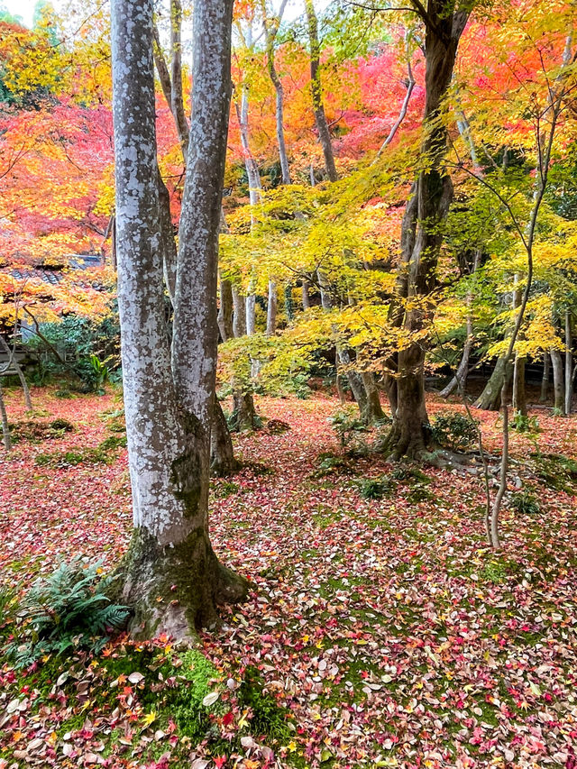 苔と紅葉が美しい草庵🥹🍁🌿京都・祇王寺🌿🍁