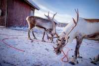 芬蘭拉普蘭的暖心體驗：Inari Reindeer Farm
