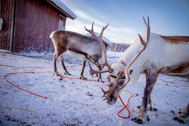 芬蘭拉普蘭的暖心體驗：Inari Reindeer Farm