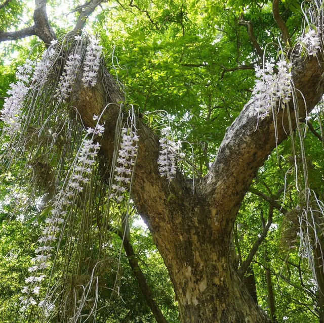 嘉義公園