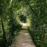 MacRitchie Reservoir Park