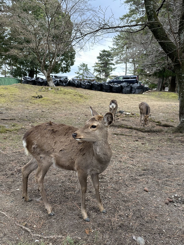 🇯🇵春日獨遊奈良賞櫻🌸