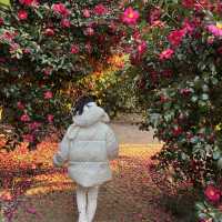 제주 겨울여행 필수코스 동백포레스트🌺