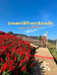 สวนดอกไม้ป้างฮวา&สวนส้ม ม่อนแจ่ม