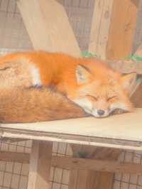 快來狐狸村擁抱可愛炸彈！🦊💕藏王奇幻之旅～