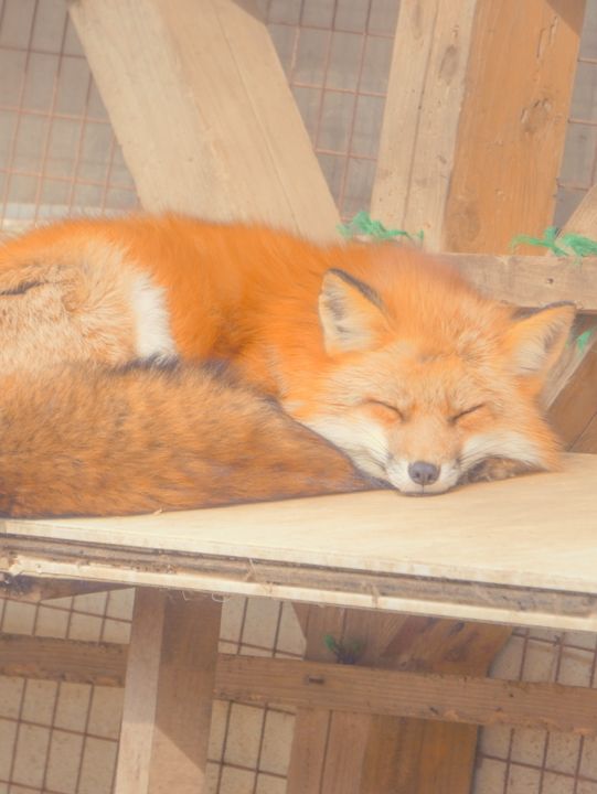 快來狐狸村擁抱可愛炸彈！🦊💕藏王奇幻之旅～