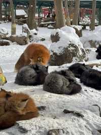 Feeling Foxy at Zao Fox Village